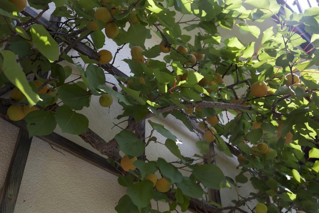 Gaestehaeuser Anni Ehrndorfer Ried im Innkreis Exteriér fotografie